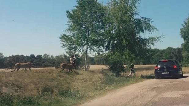 Brutal vídeo de una familia atacada por guepardos salvajes en el zoo Brutal vídeo de una familia atacada por guepardos salvajes en el zoo