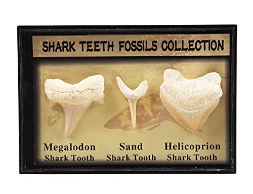 Juego de 3 auténticos dientes de tiburón prehistóricos fósiles con tarjeta, diente de tiburón Megalodon, diente de tiburón de arena y kit de dientes de tiburón helicoprión para colección y educación