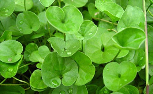 Dichondra Repens Ground Cover Plant Seeds 50+ Grass Plants Hanging Decorative Garden Plants Water Grass Seeds Easy Aquatic Live Plant