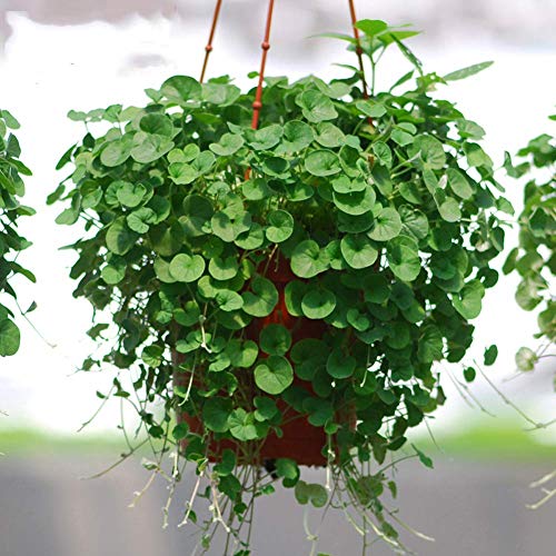 Dichondra Repens Ground Cover Plant Seeds 50+ Grass Plants Hanging Decorative Garden Plants Water Grass Seeds Easy Aquatic Live Plant