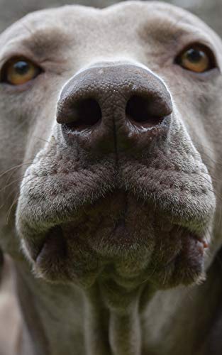 Notebook: Weimaraner Dogs 5" x 8"150 Ruled Pages