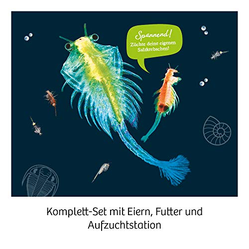 KOSMOS-Sea Dogs- Urzeitkrebse selbst züchten Juego de experimentos para niños con Instrucciones multilingües (DE, EN, FR, IT, ES, NL), Multicolor (616779)