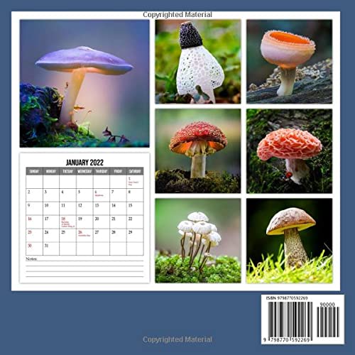 Miraculous Mushroom 2022 Calendar: Fabulous Fungi Squared Mini Planner Jan 2022 to Dec 2022 PLUS 6 Extra Months Of 2023 | Premium Pictures Gift Idea ... Plant LoversKalendar calendario calendrier