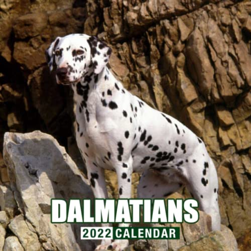 Dalmatians Puppies 2022 Calendar: Beautiful Animals Calendar 2022, January 2022 - December 2022, 12 Months, OFFICIAL Squared Monthly, Mini Planner | ... Calendrier | BONUS Last 4 Months 2021