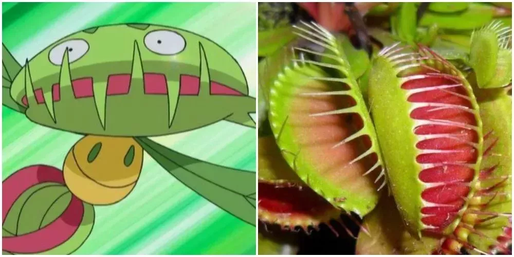 X 上的 Es Pokémon：「#PokemonesReales Carnivine: Planta carnivora   / X