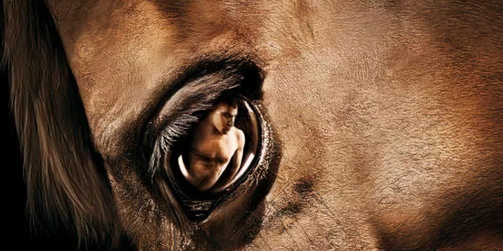 A man reflected in a horse's eye in the poster for the documentary Zoo